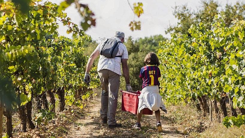 Pel proper 30 de setembre s'ha organitzat una jornada de verema en família