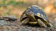 Albera de fauna autòctona, i reintroduïda