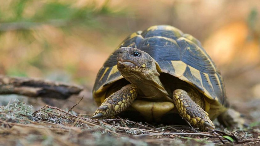 La tortuga mediterrània ha tingut l'últim reducte a l'Albera durant molts anys