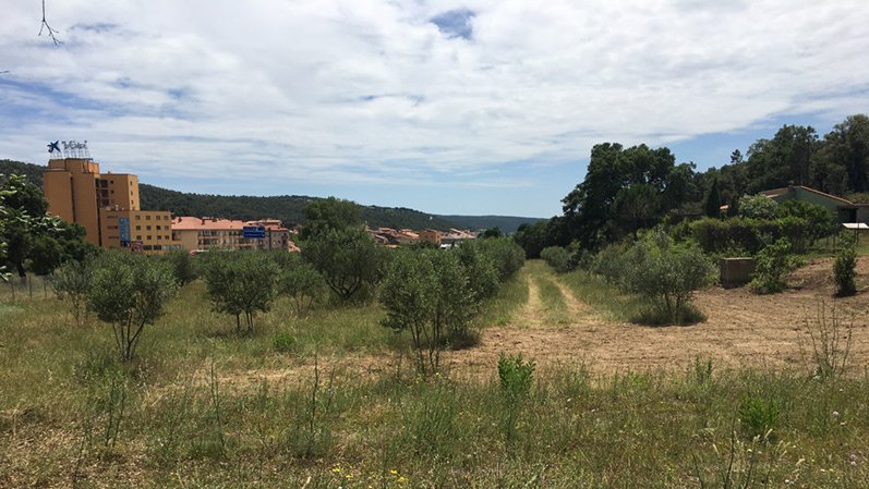 L'olivar del Camp del Suro, de propietat municipal