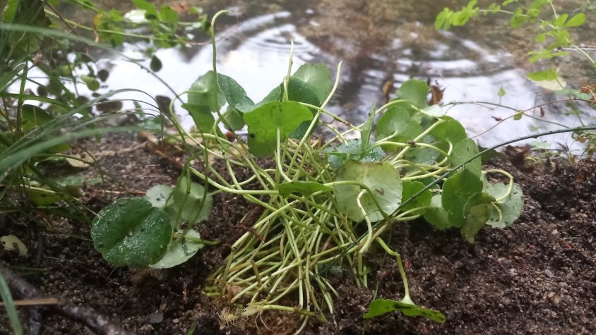 La replantació es va fer a principis de mes