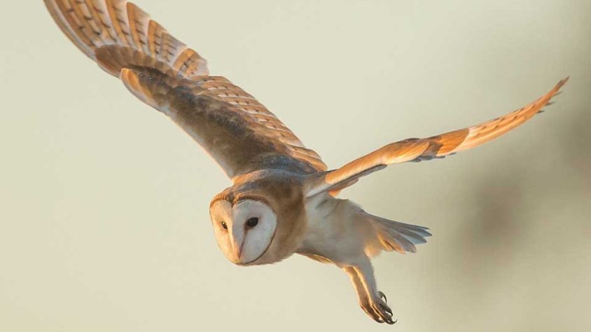 L'objectiu de la campanya és recuperar les espècies on ja havien criat molt