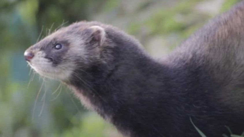 Objectiu: consolidar el turó europeu (Mustela putorius) a l'Albera