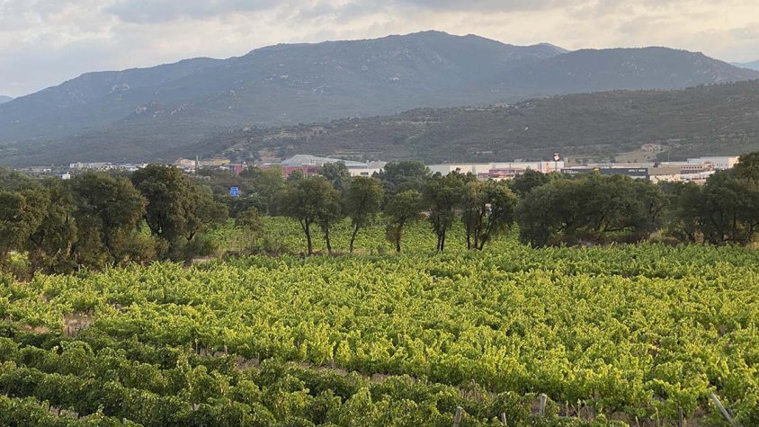 Prova pilot per allunyar els cabirols de les vinyes. Imatge d'arxiu vinya a Agullana