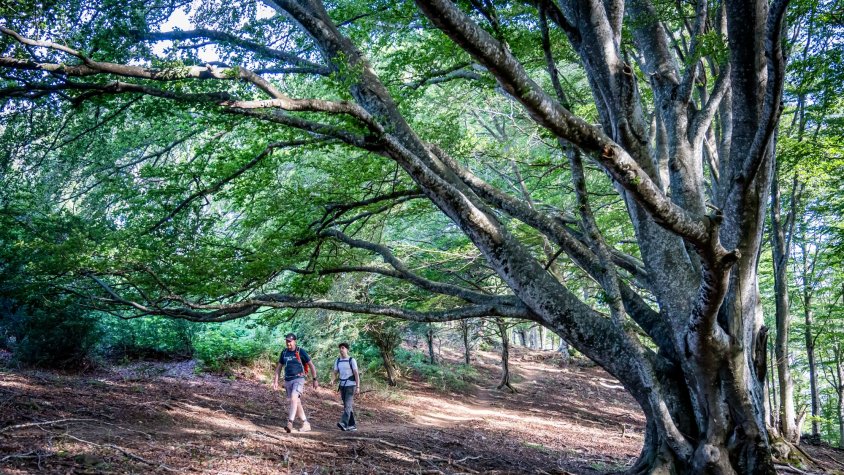 La fageda, hàbitat típic del nostre entorn natural