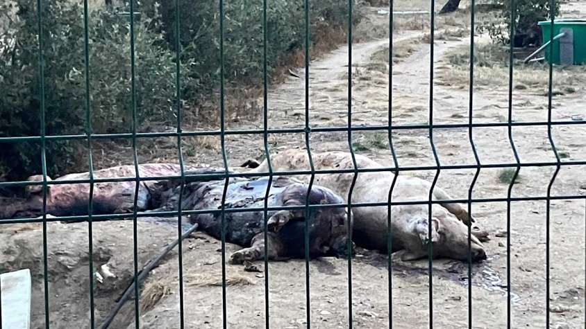 Porcs podrint-se al sol i l'olor de putrefacció arribant a Cantallops