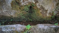 Aigües freàtiques que continuen brollant en plena sequera