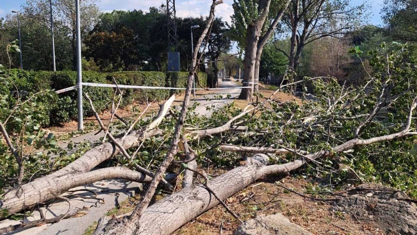 A la imatge la branca, gairebé de la mida d'un arbre, que va provocar ahir el tall de subminsitrament elèctric