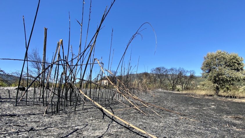 El foc va cremar alzines, canyissars i zones agrícoles
