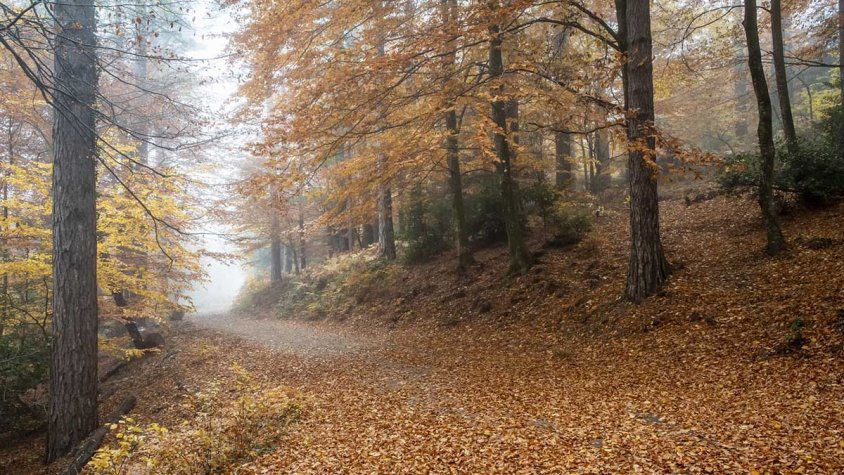 Postal de tardor de l'entorn del Puigneulós