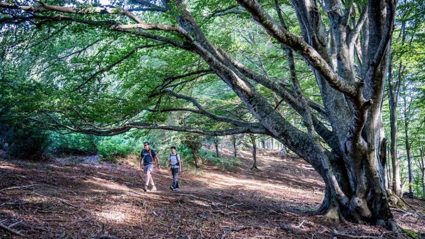 Imatge idíl·lica de l'ascens al Puigneulós