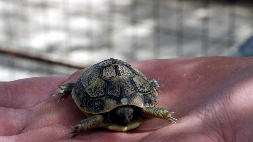 El Centre de Recuperació de Tortugues de l'Albera celebra el 40è aniversari