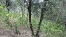 Desmantellat un cultiu de marihuana als boscos de Maçanet de Cabrenys