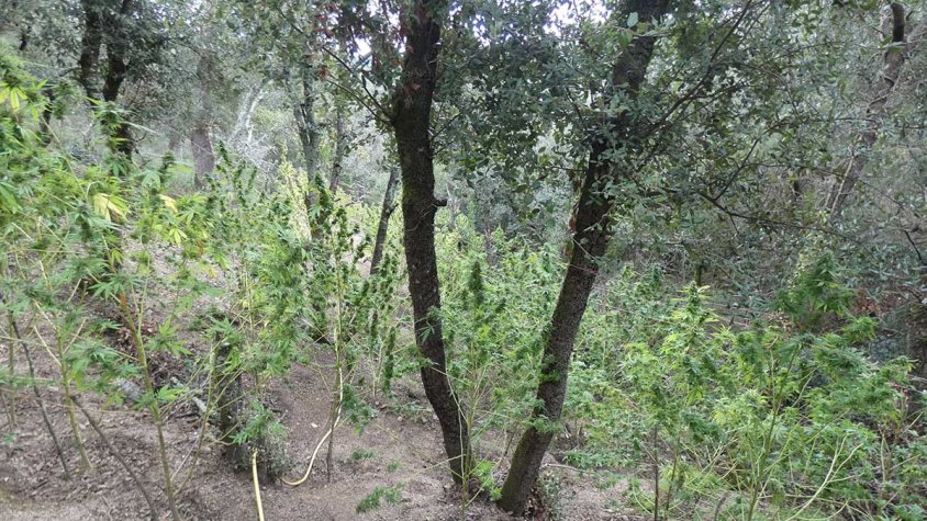 Desmantellat un cultiu de marihuana als boscos de Maçanet de Cabrenys