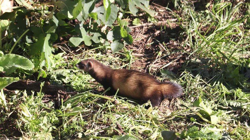 L'últim animal alliberat és el turó