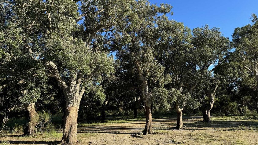 En elaboració un Pla estratègic per millorar i augmentar la gestió dels boscos de suro