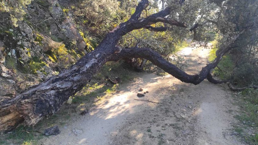 Protecció Civil enviarà un ES-Alert aquesta tarda a l’Alt Empordà per ventades