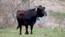 La vaca de l'Albera es recupera i s'allunya del risc d'extinció
