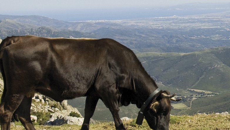 Exemplar de vaca de l'Albera a la carena entre Puigneulós i el Puig de Sallafort