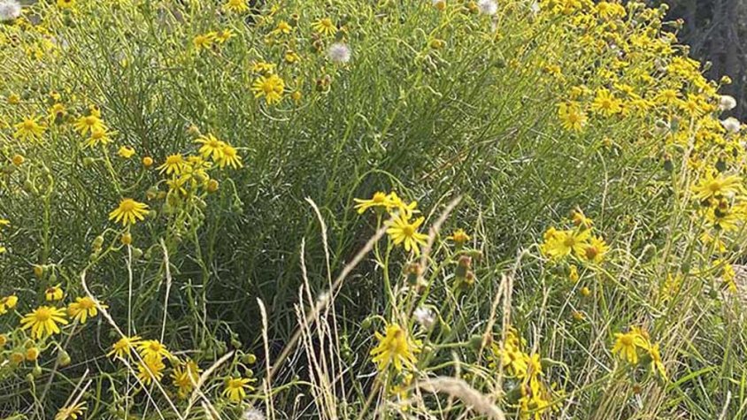 La serra de l’Albera, amenaçada per plantes invasores com el seneci del Cap