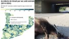 La Jonquera registra 3 accidents cada any entre vehicles i animals