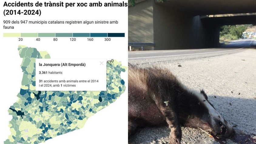 La Jonquera registra 3 accidents cada any entre vehicles i animals