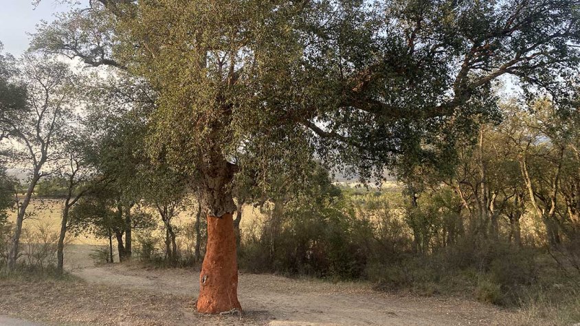 Alzina surera al veïnat de l'Estrada, a Agullana