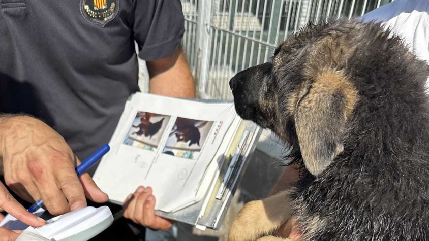 Descobreixen a La Jonquera una entrada il·legal de cadells que destapa irregularitats en un nucli zoològic de Santpedor.