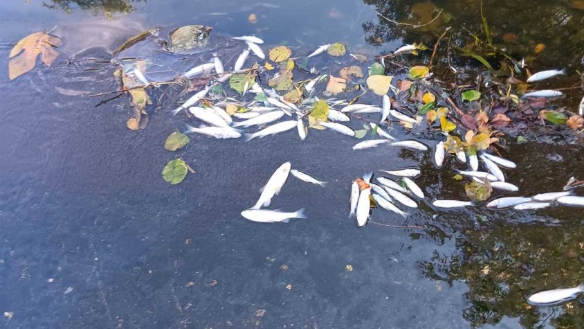 Apareixen una cinquantena de peixos morts al riu Llobregat