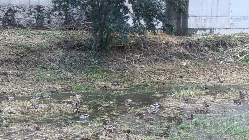 Desenes d’aneguets omplen de vida la resclosa de correus