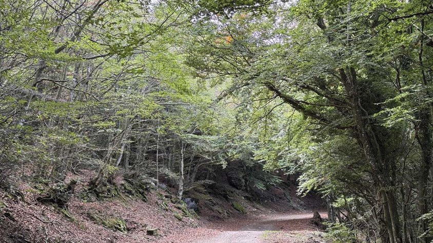 Tram de pista forestal que travessa la fageda pel vessant nord del Puig Neulós