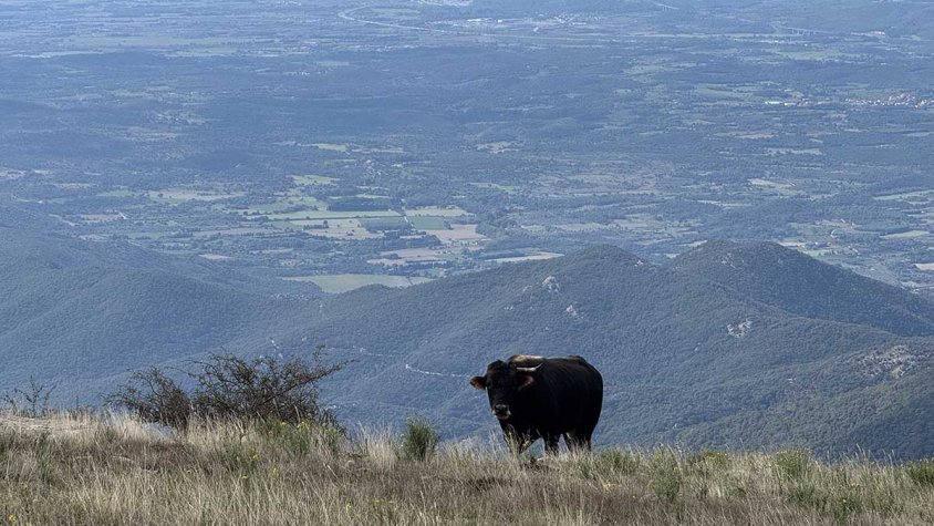 La Dermatosi amenaça la vaca de l'Abera