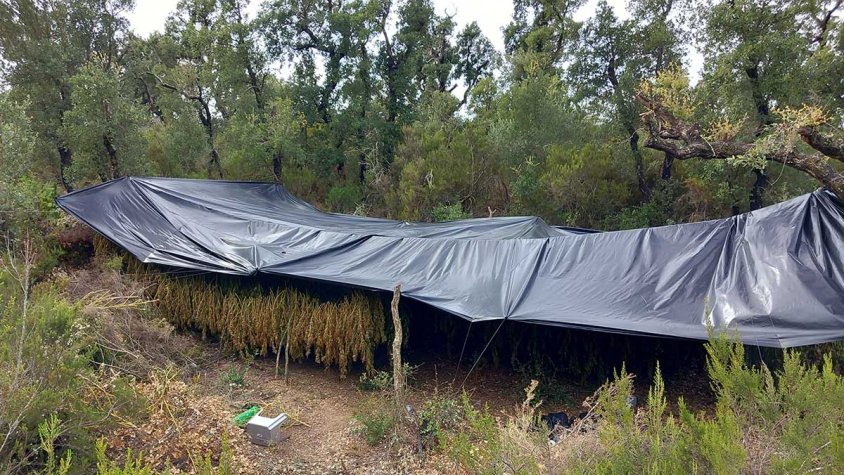 Tres detinguts i desmantellada una plantació de marihuana a la Jonquera