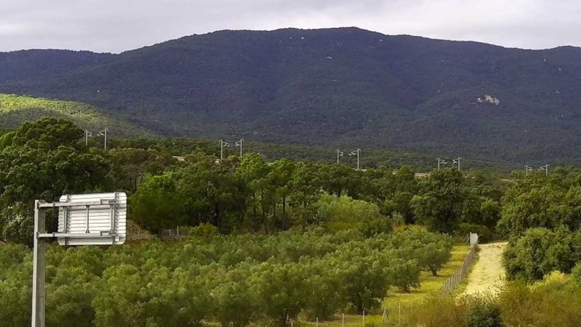 Oliveres de l'antic Camp del suro de la Jonquera