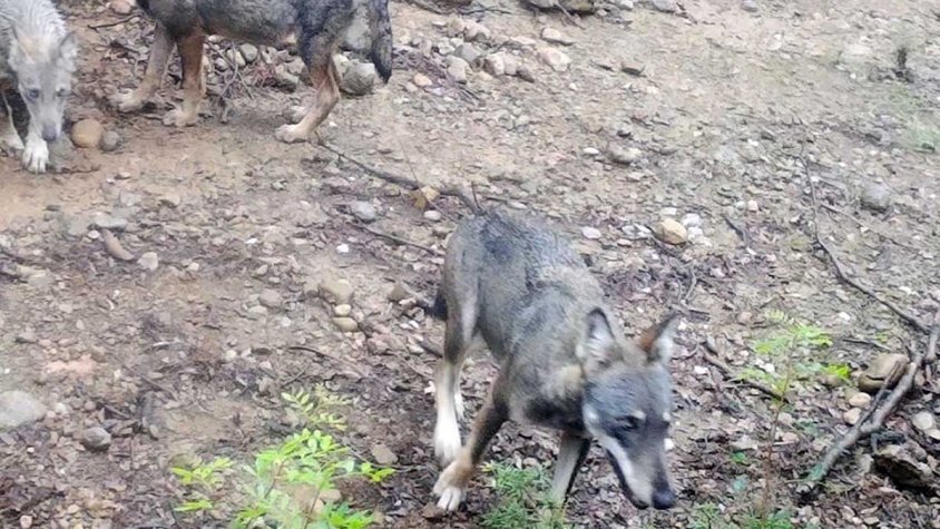 Neixen tres cadells de llop entre l'Alta Garrotxa i l'Alt Empordà