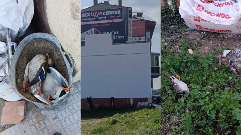 Tres ànecs morts a la Jonquera encenen les alarmes entre els veïns