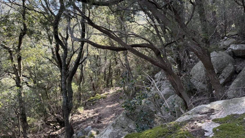 Rocabertí i el secret del bosc màgic, llegendari, místic...