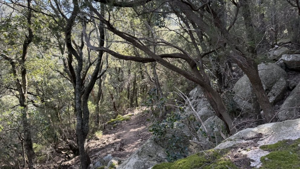 Rocabertí i el secret del bosc intacte