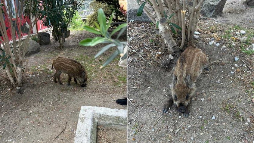 Un senglar jove campa amb normalitat pel nucli urbà de La Jonquera