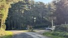 La curiositat forestal del Coll de l’Ullat: un bosc cors al cor de l’Albera