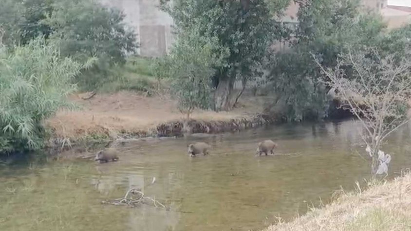 Torna la família de senglars del Llobregat urbà: ara ja són tres adults i quatre cries