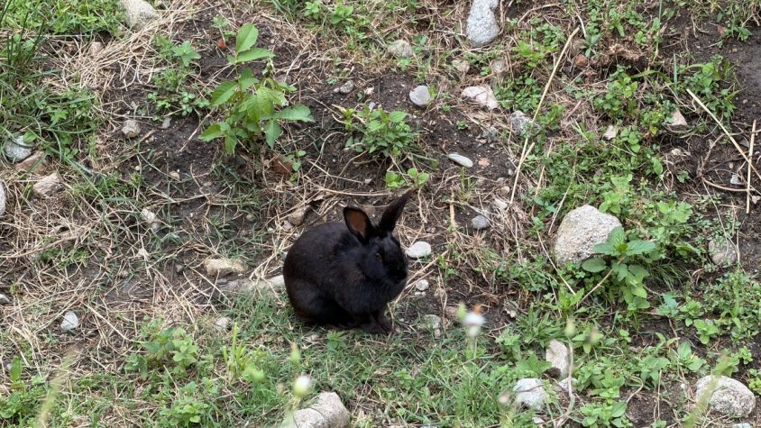 El conill negre del Llobregat, la nova estrella del zoològic natural de la Jonquera